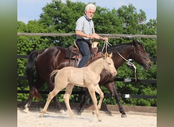 American Quarter Horse, Gelding, 2 years, 14.2 hh, Champagne
