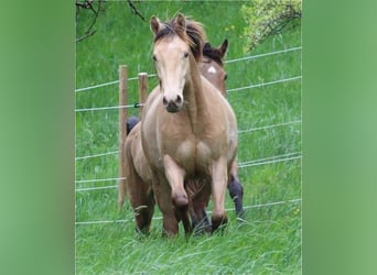 American Quarter Horse Mix, Gelding, 2 years, 14.2 hh, Champagne