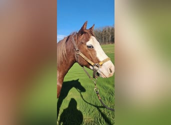 American Quarter Horse, Gelding, 2 years, 14.2 hh, Chestnut-Red