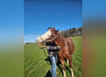 American Quarter Horse, Gelding, 2 years, 14.2 hh, Chestnut-Red