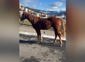 American Quarter Horse, Gelding, 2 years, 14,2 hh, Chestnut