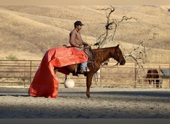 American Quarter Horse, Wallach, 2 Jahre, 14,2 hh, Dunkelfuchs