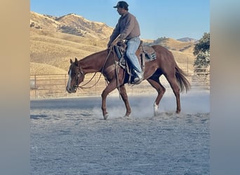 American Quarter Horse, Wallach, 2 Jahre, 14,2 hh, Dunkelfuchs