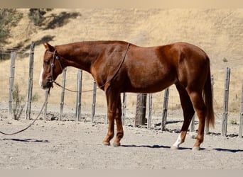 American Quarter Horse, Wallach, 2 Jahre, 14,2 hh, Dunkelfuchs