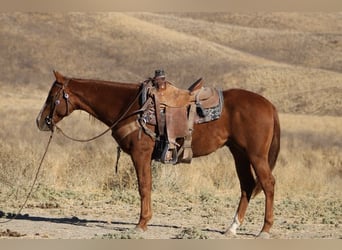 American Quarter Horse, Wallach, 2 Jahre, 14,2 hh, Dunkelfuchs