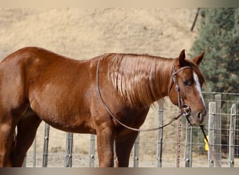 American Quarter Horse, Wallach, 2 Jahre, 14,2 hh, Dunkelfuchs