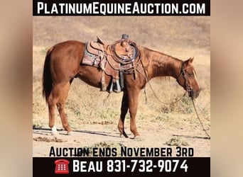 American Quarter Horse, Wallach, 2 Jahre, 14,2 hh, Dunkelfuchs