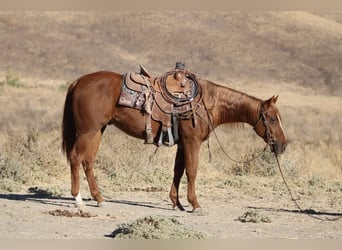 American Quarter Horse, Wallach, 2 Jahre, 14,2 hh, Dunkelfuchs