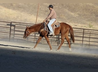 American Quarter Horse, Wallach, 2 Jahre, 14,2 hh, Dunkelfuchs