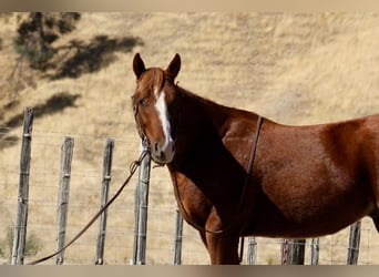 American Quarter Horse, Wallach, 2 Jahre, 14,2 hh, Dunkelfuchs