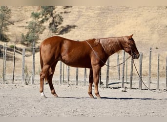 American Quarter Horse, Wallach, 2 Jahre, 14,2 hh, Dunkelfuchs