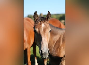 American Quarter Horse, Gelding, 2 years, 14.2 hh, Grey