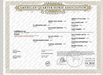 American Quarter Horse, Gelding, 2 years, 14.2 hh, Grey
