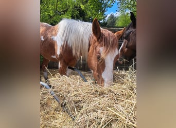 American Quarter Horse, Gelding, 2 years, 14.2 hh, Overo-all-colors