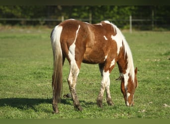 American Quarter Horse, Gelding, 2 years, 14.2 hh, Overo-all-colors