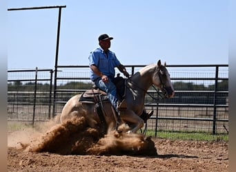 American Quarter Horse, Wallach, 2 Jahre, 14,2 hh, Palomino