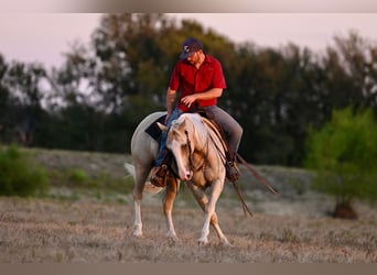 American Quarter Horse, Wallach, 2 Jahre, 14,2 hh, Palomino