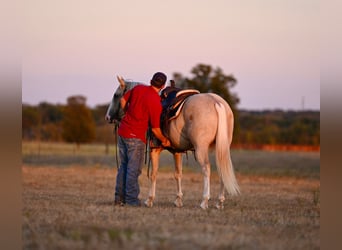 American Quarter Horse, Wallach, 2 Jahre, 14,2 hh, Palomino