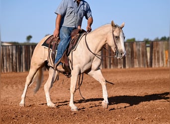 American Quarter Horse, Wallach, 2 Jahre, 14,2 hh, Palomino