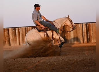 American Quarter Horse, Wallach, 2 Jahre, 14,2 hh, Palomino