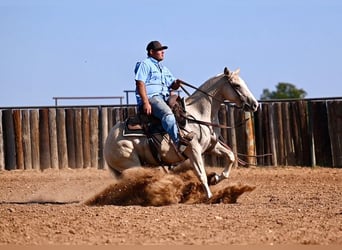 American Quarter Horse, Wallach, 2 Jahre, 14,2 hh, Palomino