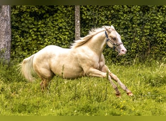 American Quarter Horse, Gelding, 2 years, 14.2 hh, Palomino