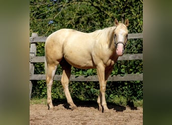 American Quarter Horse, Gelding, 2 years, 14.2 hh, Palomino
