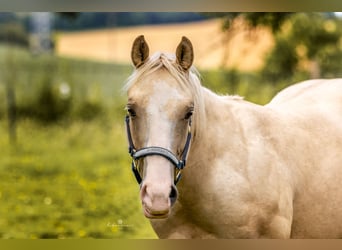 American Quarter Horse, Gelding, 2 years, 14.2 hh, Palomino