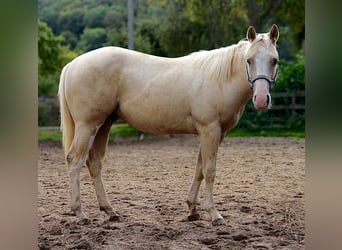 American Quarter Horse, Gelding, 2 years, 14.2 hh, Palomino