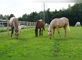 American Quarter Horse, Gelding, 2 years, 14.2 hh, Palomino