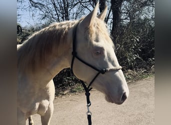 American Quarter Horse, Gelding, 2 years, 14.2 hh, Perlino