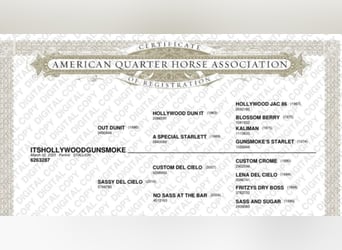 American Quarter Horse, Gelding, 2 years, 14.2 hh, Perlino