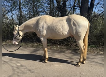 American Quarter Horse, Gelding, 2 years, 14.2 hh, Perlino