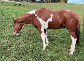 American Quarter Horse, Gelding, 2 years, 14.2 hh, Pinto