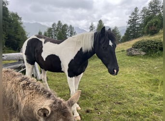 American Quarter Horse Mix, Gelding, 2 years, 14.2 hh, Pinto