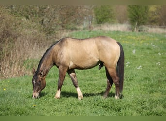 American Quarter Horse, Gelding, 2 years, 14.2 hh