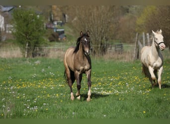 American Quarter Horse, Gelding, 2 years, 14.2 hh