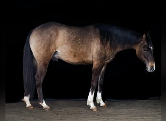 American Quarter Horse, Gelding, 2 years, 14.2 hh