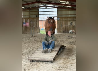 American Quarter Horse, Gelding, 2 years, 14.3 hh, Brown Falb mold