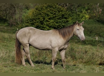 American Quarter Horse, Gelding, 2 years, 14,3 hh, Champagne