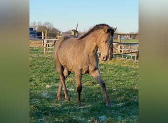 American Quarter Horse, Gelding, 2 years, 14.3 hh, Champagne