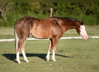 American Quarter Horse, Gelding, 2 years, 14,3 hh, Palomino