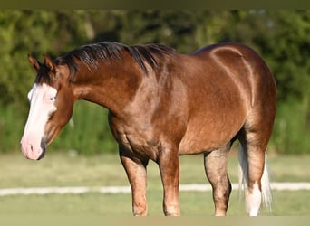 American Quarter Horse, Gelding, 2 years, 14,3 hh, Palomino