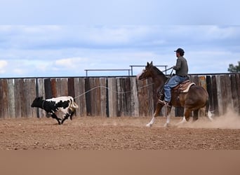 American Quarter Horse, Gelding, 2 years, 14,3 hh, Palomino