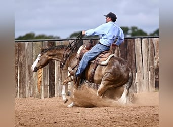 American Quarter Horse, Gelding, 2 years, 14,3 hh, Palomino