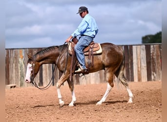 American Quarter Horse, Gelding, 2 years, 14,3 hh, Palomino