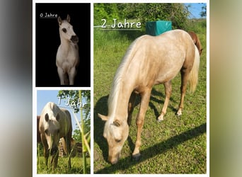 American Quarter Horse, Gelding, 2 years, 14,3 hh, Palomino