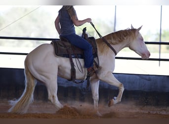 American Quarter Horse, Wallach, 2 Jahre, 14,3 hh, Perlino