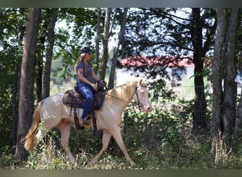 American Quarter Horse, Wallach, 2 Jahre, 14,3 hh, Perlino