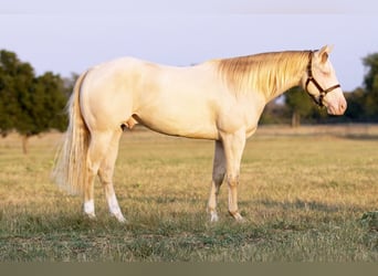 American Quarter Horse, Wallach, 2 Jahre, 14,3 hh, Perlino